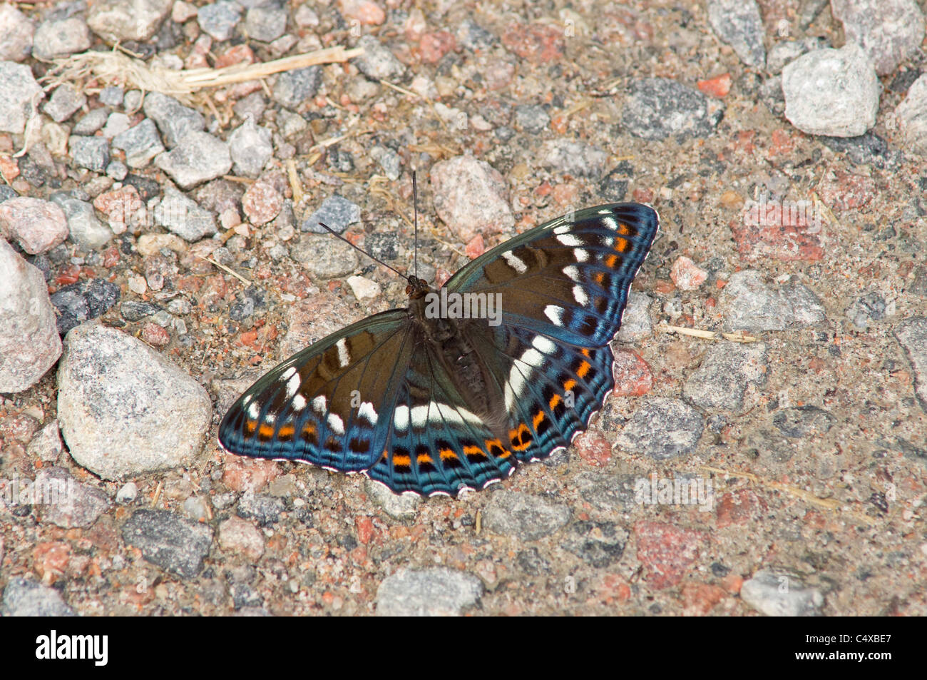 Ammiraglio popolare Foto Stock