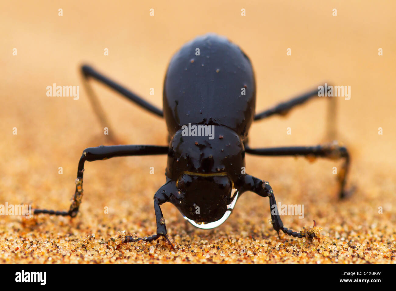 Il deserto del Namib beetle (genere Stenocara) nebbia basking. Namibia Foto Stock