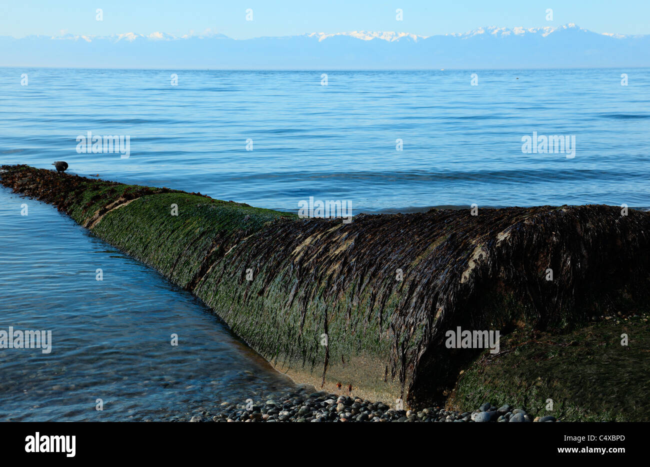 Vecchio ostruito tubo fognario nell'oceano esposta su una bassa marea calma mattinata estiva in Victoria BC Canada Foto Stock