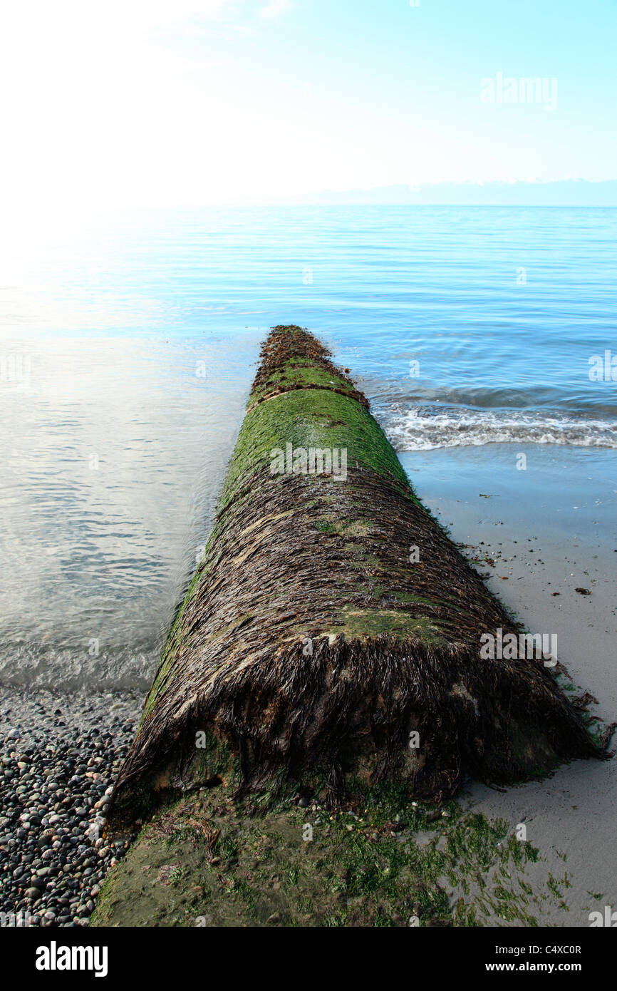 Vecchio ostruito tubo fognario nell'oceano esposta su una bassa marea calma mattinata estiva in Victoria BC Canada Foto Stock