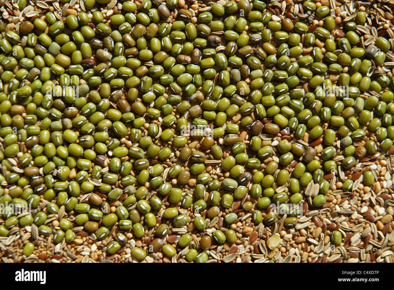 Selezione dei semi, germogli di insalata mista, Foto Stock