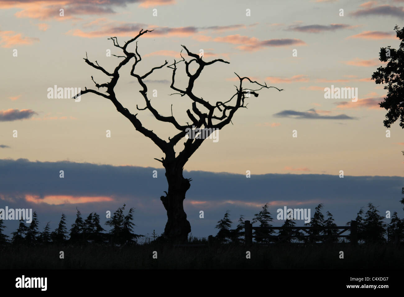 Un vecchio albero si erge solitaria e nudo, stagliano dal sole in un cielo di giugno. Foto Stock