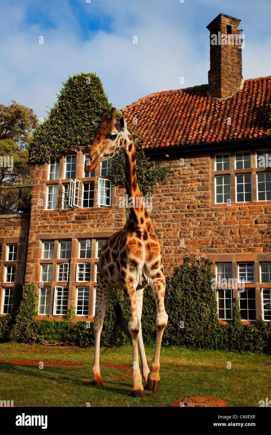 Giraffa Rothschild (Giraffa camelopardalis rothschildi) è una delle 9 sottospecie di giraffa.Griaffe Manor Kenya. Dist. dall Africa orientale Foto Stock