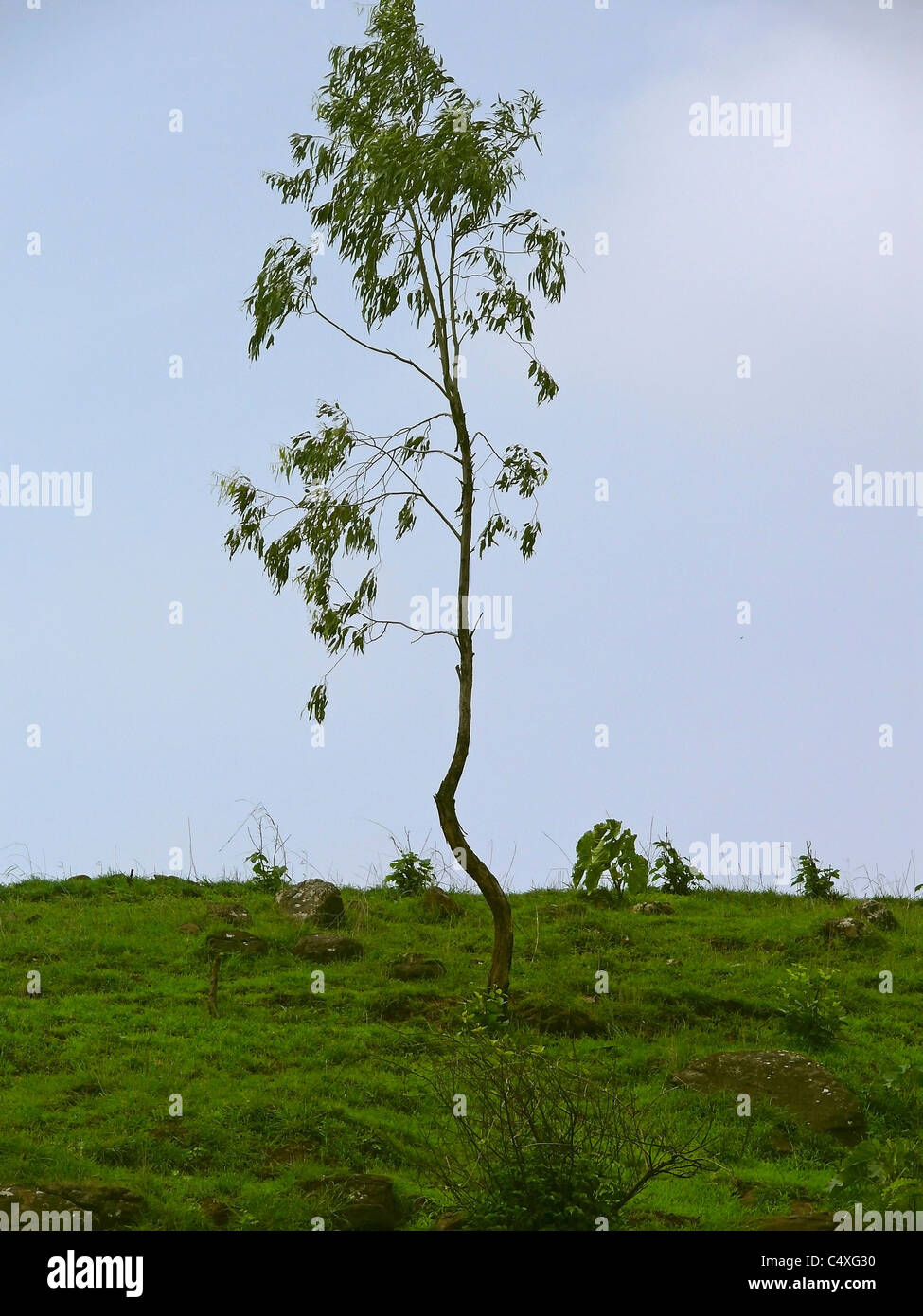 Eucalyptus globulus, eucalipto Foto Stock