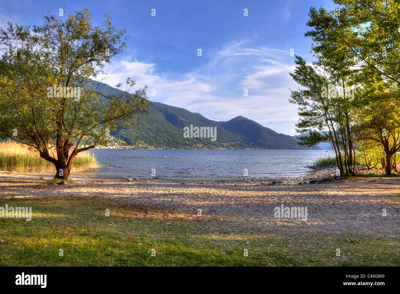 Alberi sulla spiaggia sul Lago Maggiore di Ascona Foto Stock