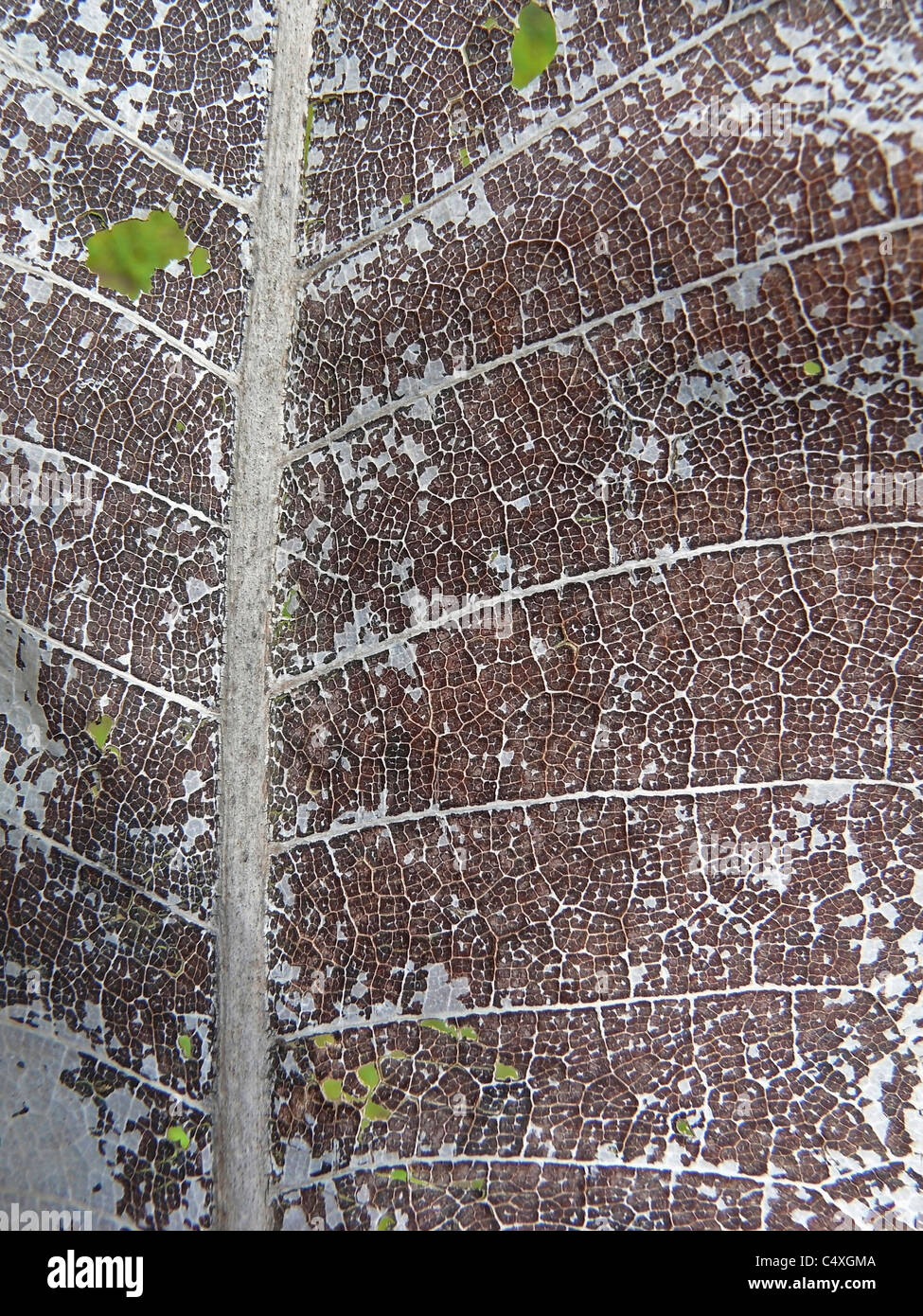 Foglia secca di albero del teck, Tectona grandis L. F. Foto Stock