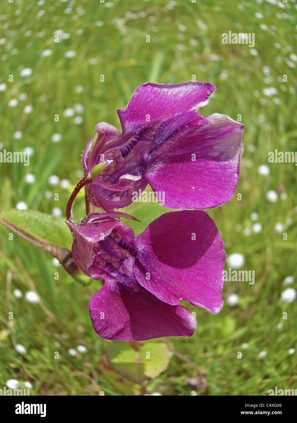 Fiori di Utrialaria specie Impatiens balsamina L, balsamo fiori, altopiano di fiori, Kaas, Satara, Maharashtra, India Foto Stock