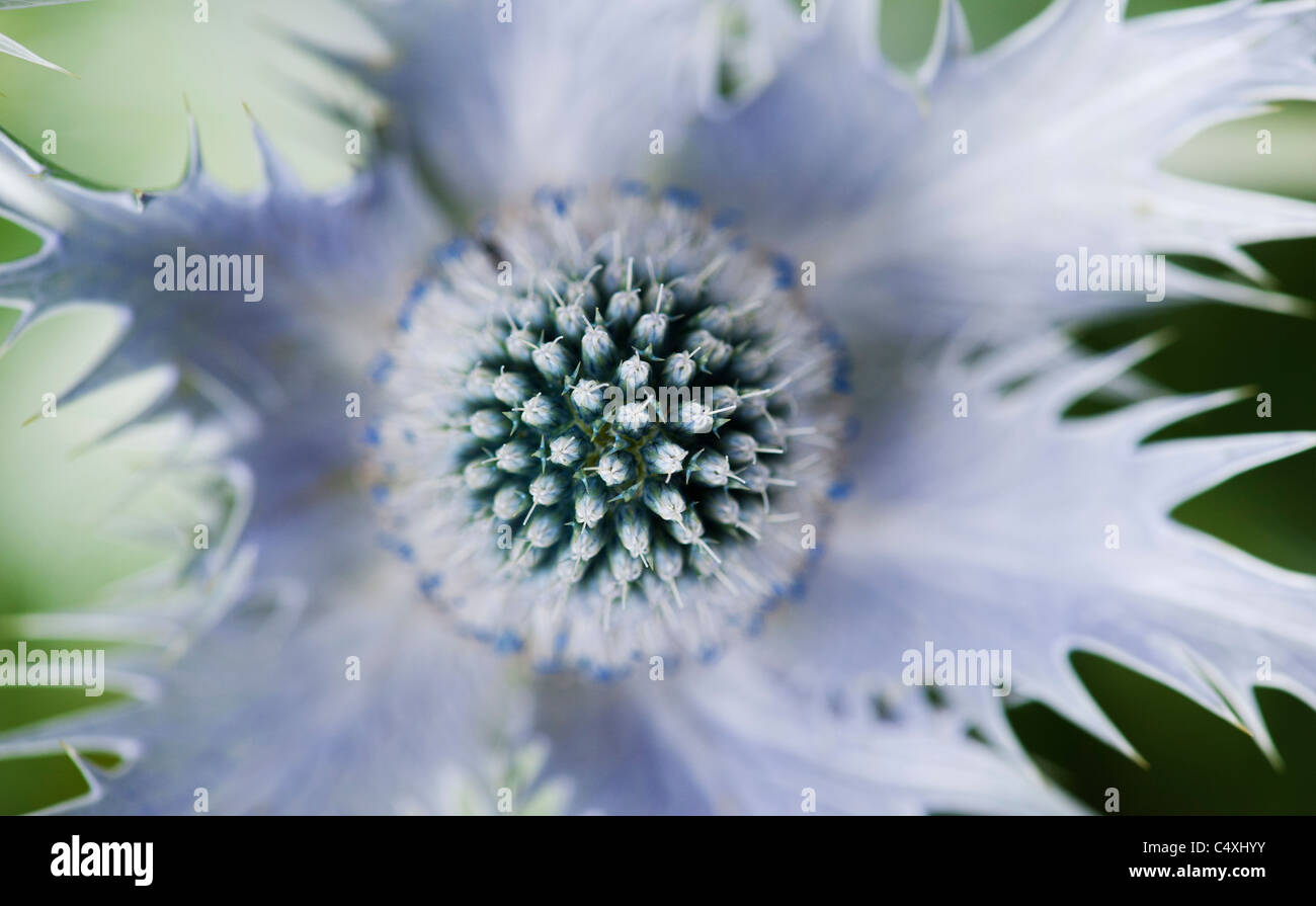 Eryngium giganteum 'Silver fantasma'. Mare Holly fiore Foto Stock