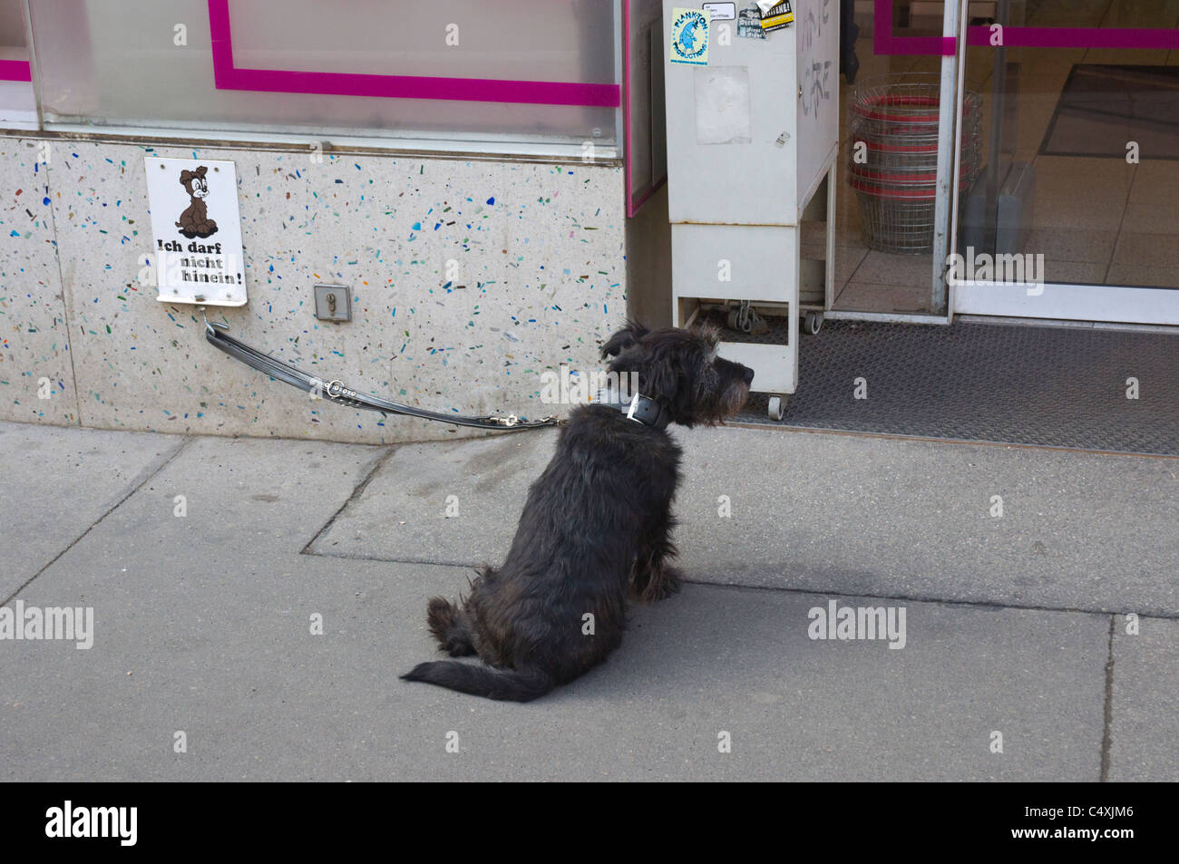 Cane in attesa fuori da un negozio a un punto indicato per cani lungo Kärtner Strasse Innere Stadt centrale di Vienna Austria Europa Foto Stock