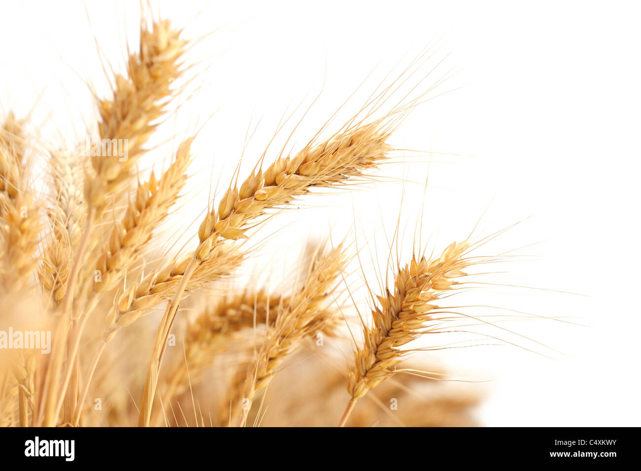 Spighe di grano isolato su bianco. Foto Stock