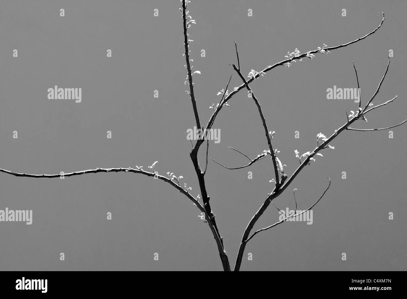 Un alberello cattura la luce solare con crescita fresca germinazione in primavera forma un grafico lineare contro una parete semplice vedere C4XM75 Foto Stock