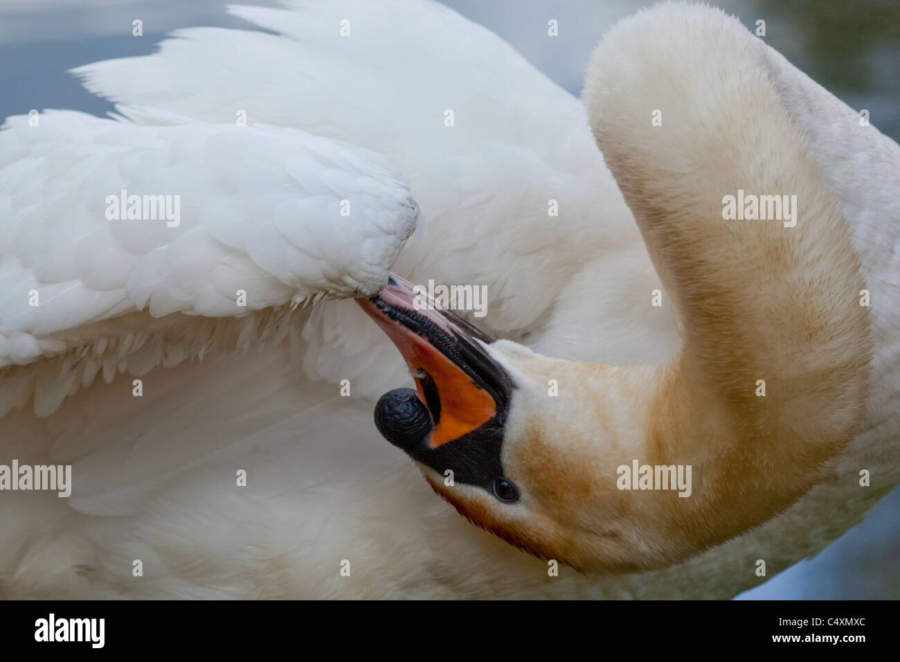 Cigno (Cygnus olor). Alula Preening sul carpo su un parafango di destra. Foto Stock