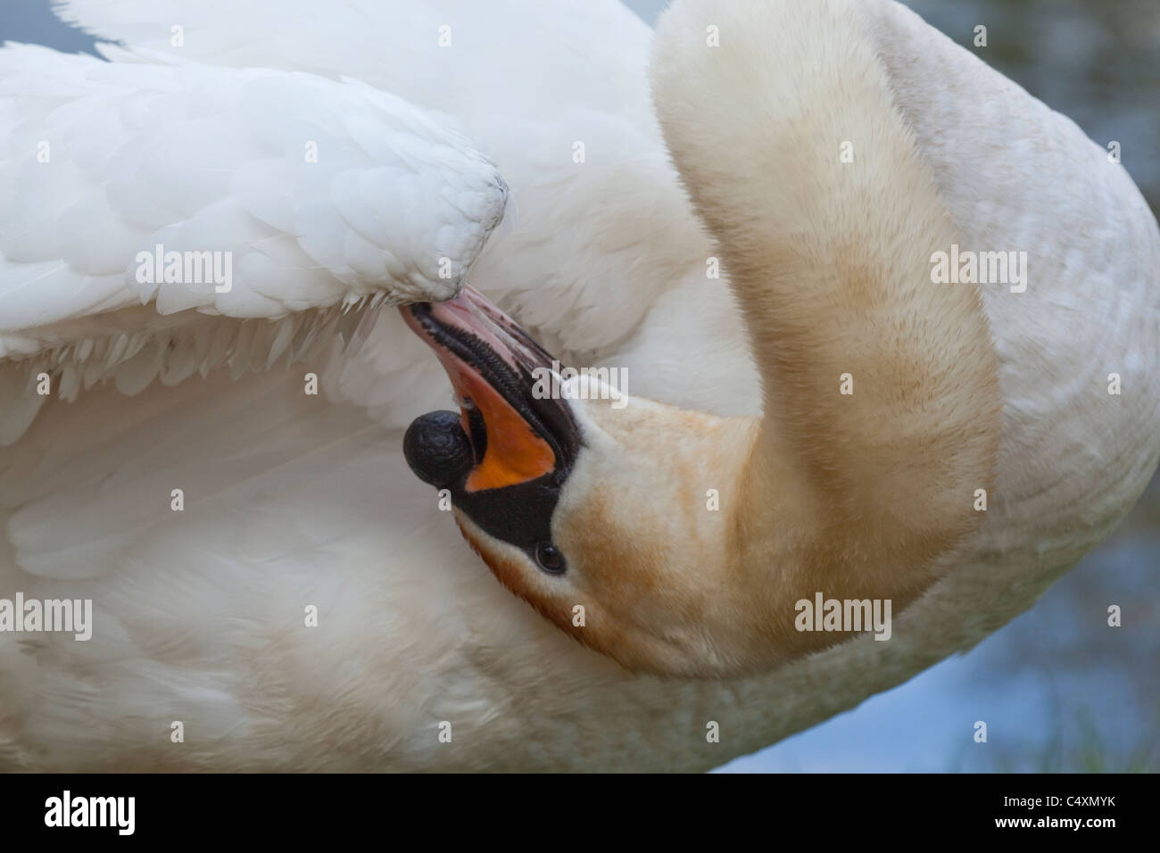 Cigno (Cygnus olor). Alula Preening sul carpo su un parafango di destra. Foto Stock