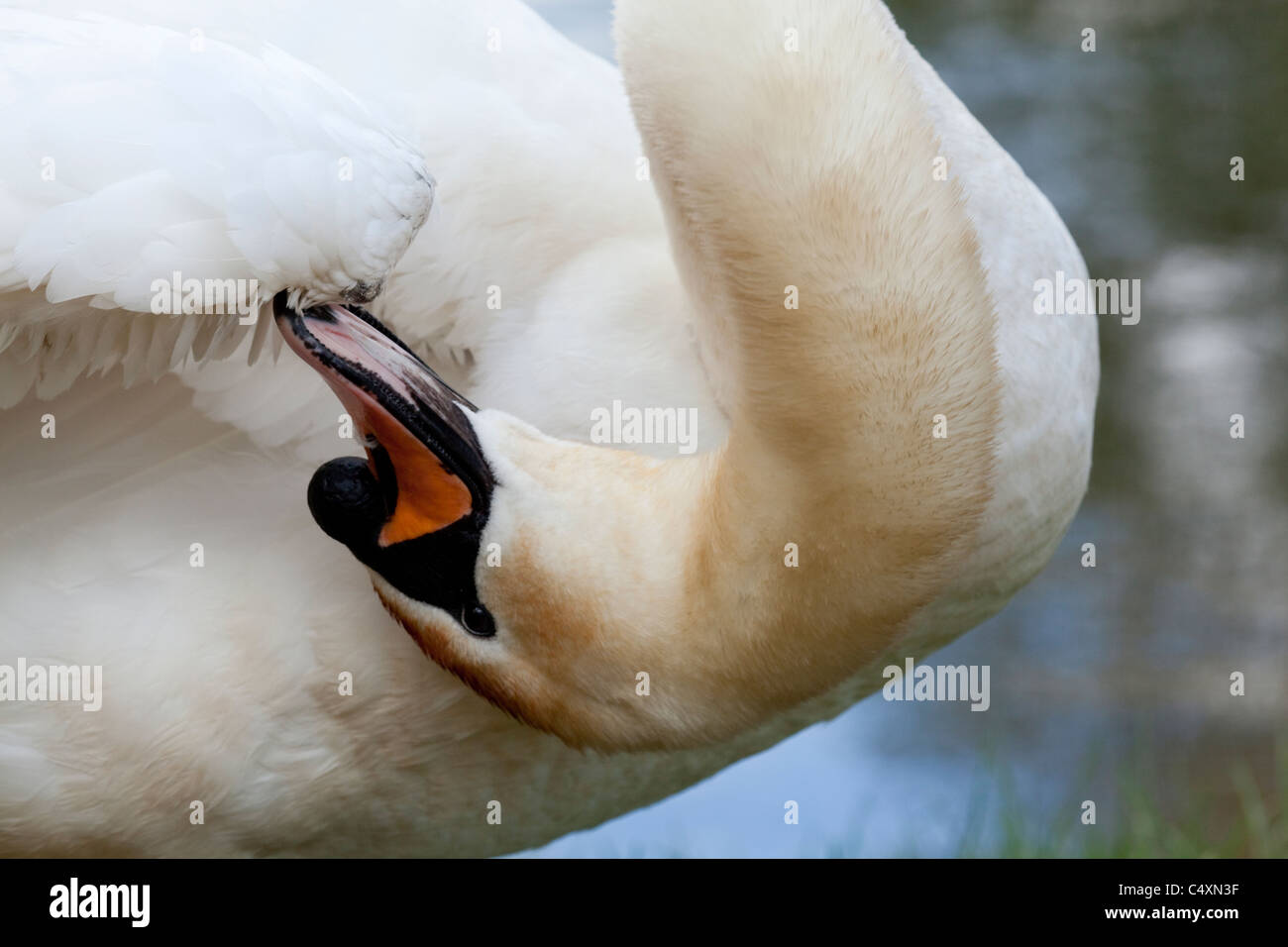 Cigno (Cygnus olor). Alula Preening sul carpo su un parafango di destra. Foto Stock