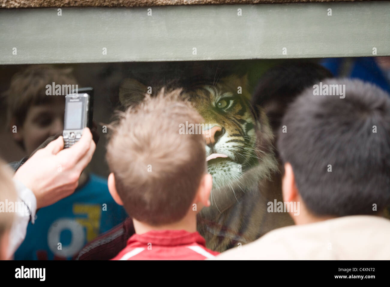 La tigre di Sumatra 'dietro il vetro". (Panthera tigris sumatrae). Animale entro den guardando a visitatori umani per lo zoo. Foto Stock