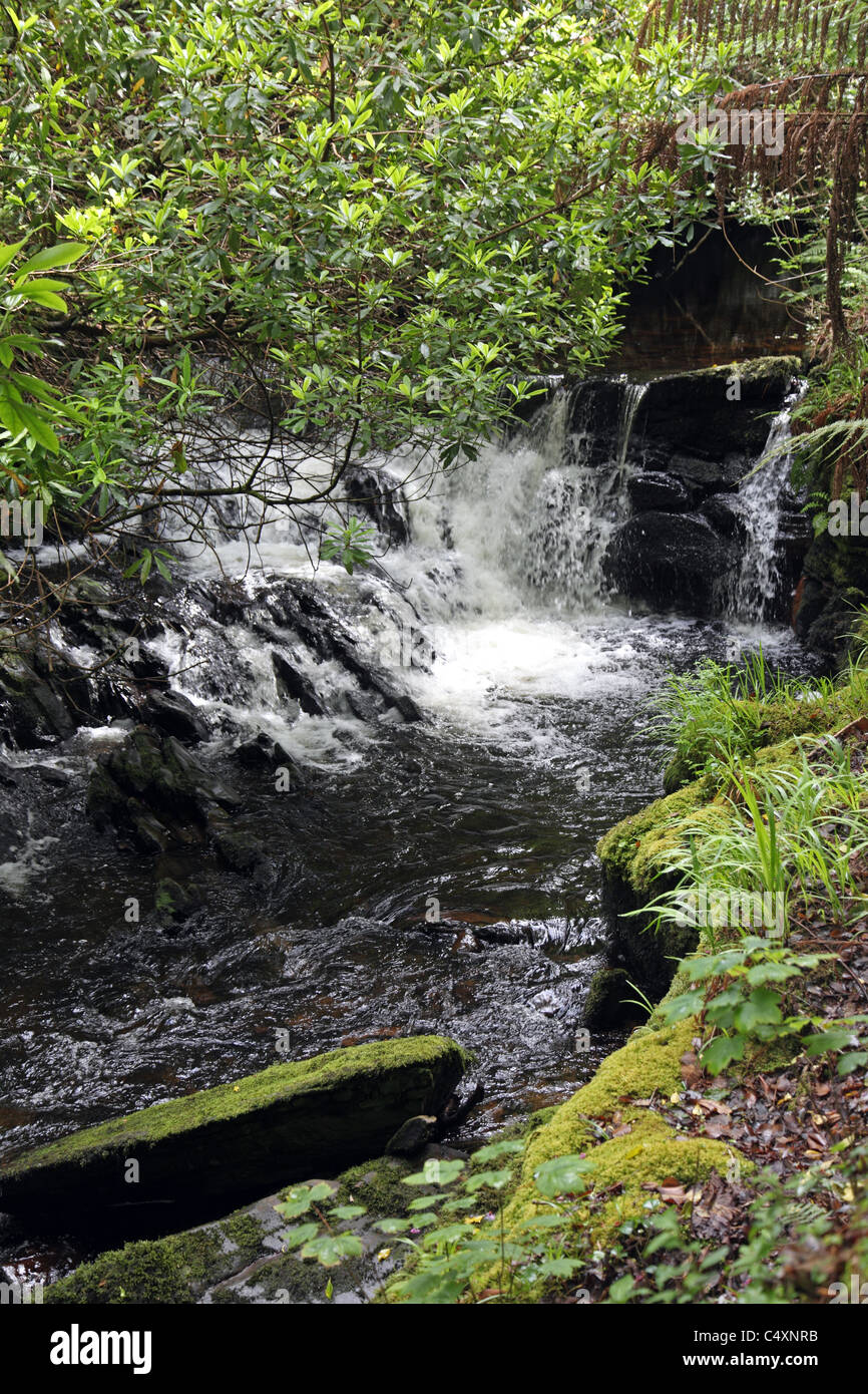 Fiume torrent in Kells Bay Gardens, giardini esotici sull'anello di Kerry, Co. Kerry, Irlanda Foto Stock