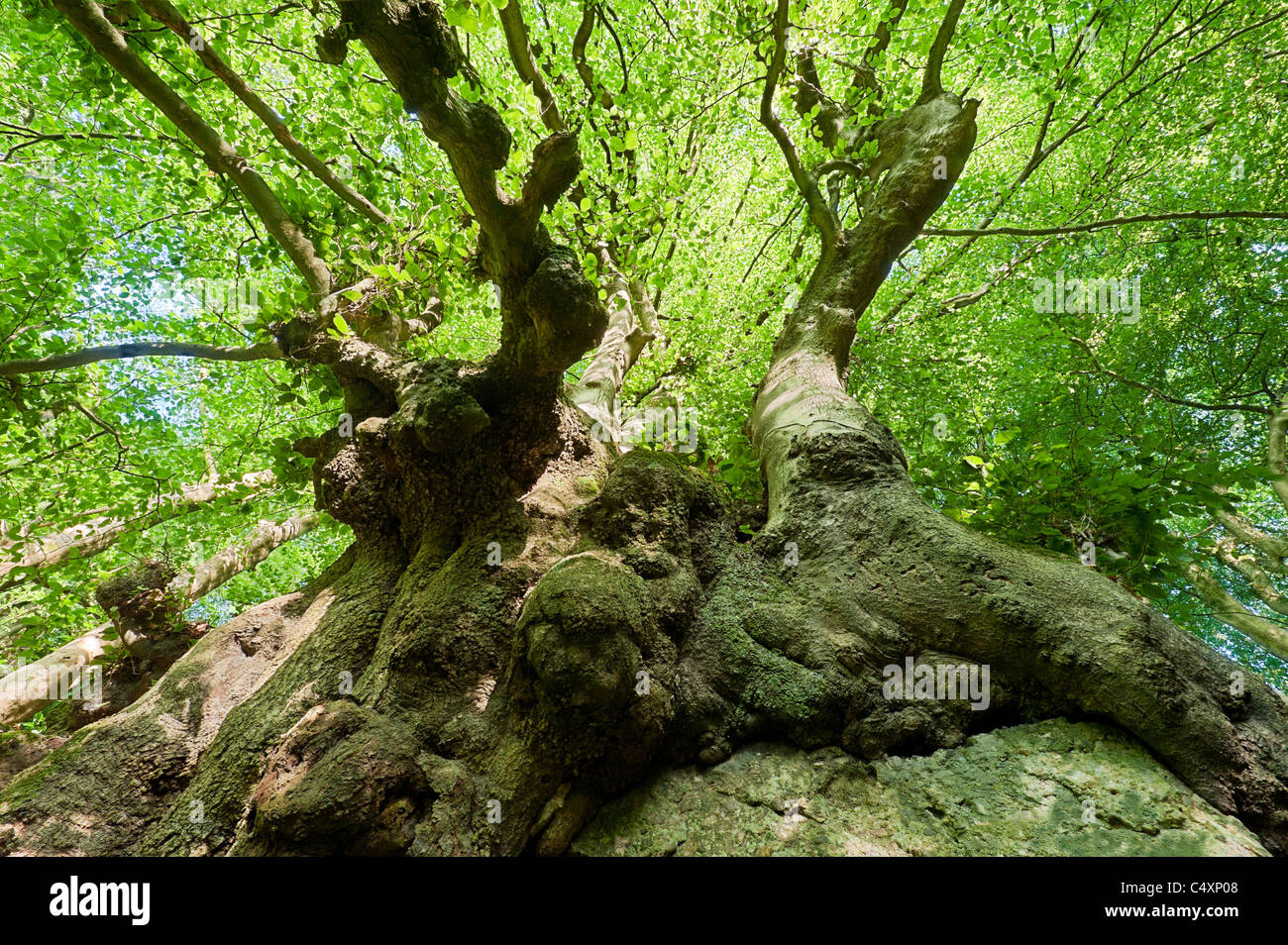 Antica faggio Fagus sylvatica cresce su roccia calcarea nella valle del Wye a Cleddon Foto Stock