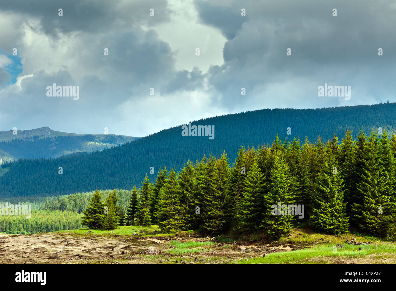 Paesaggio con foreste di pini e le montagne in Romania, in estate Foto Stock