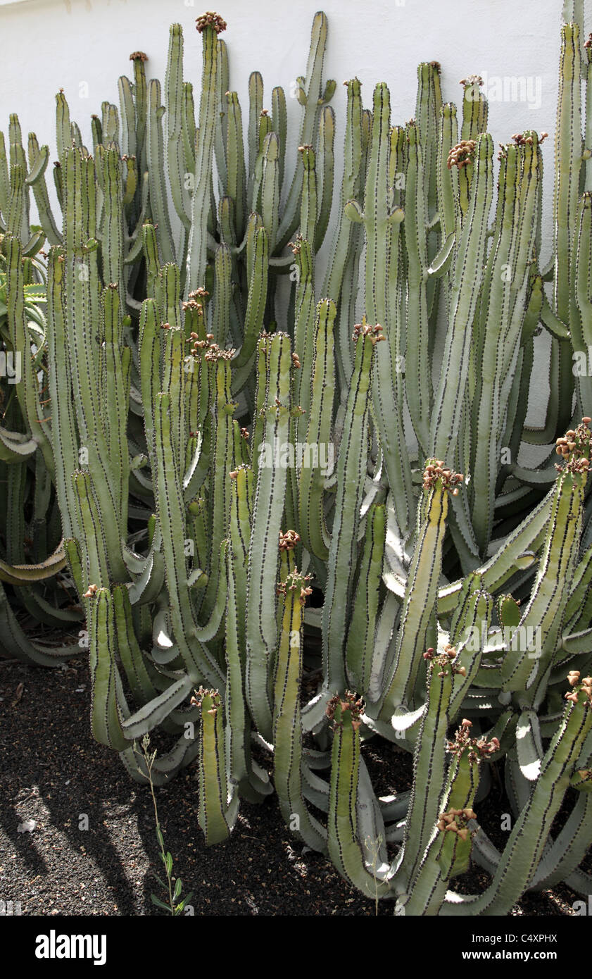 Cactii ornamentali Euphorbia trigona crescendo in Lipilli su un parco vacanze a Lanzarote nelle isole Canarie. Foto Stock