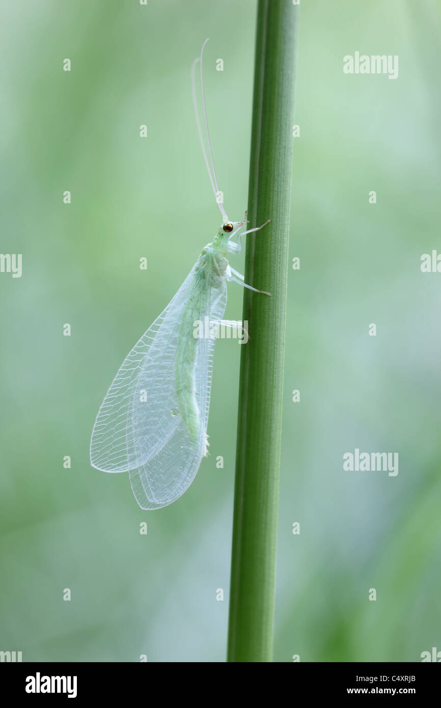 Primo piano di una appena emerse Lacewing verde Chrysoperla carnea REGNO UNITO Foto Stock