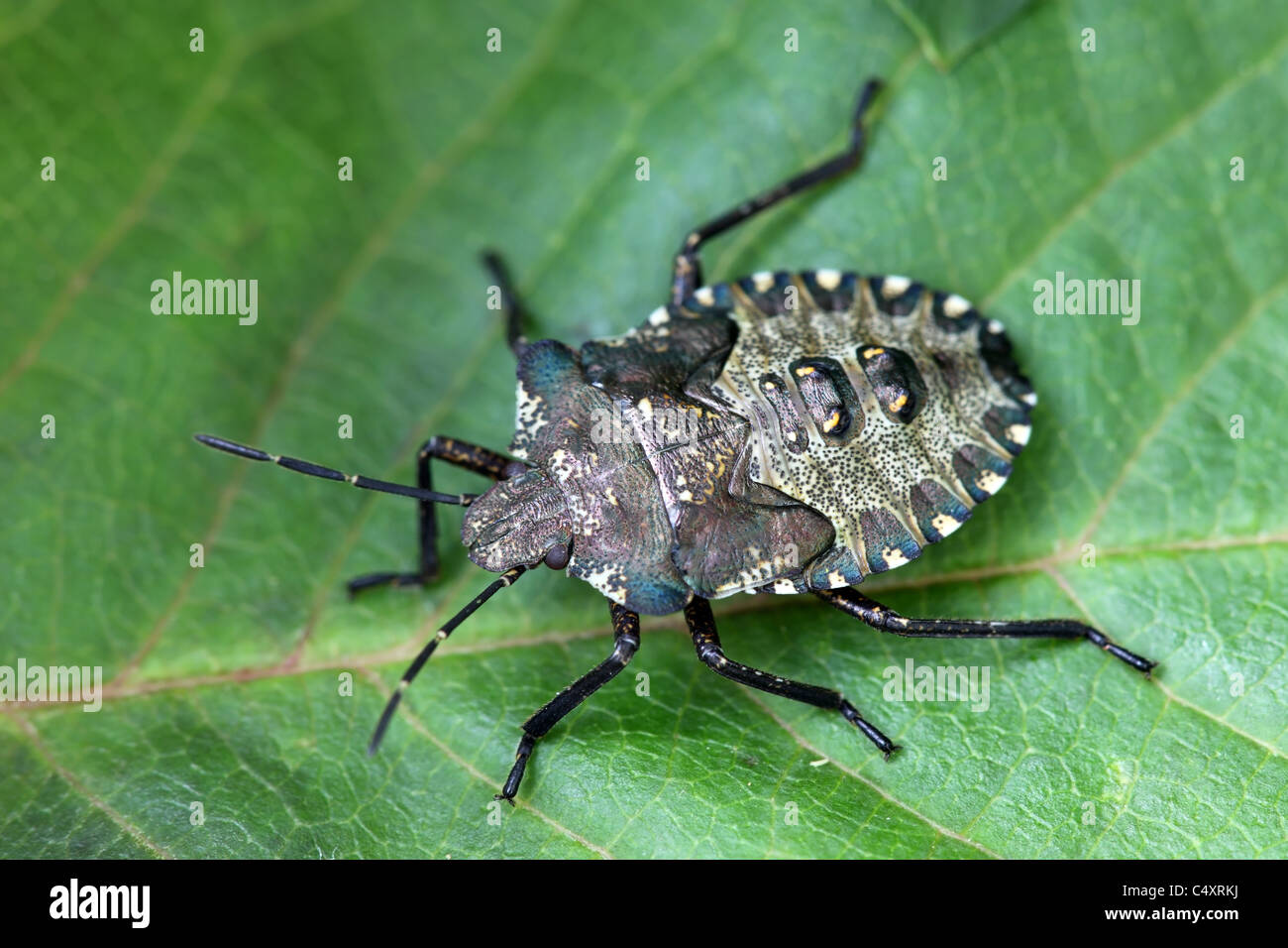 La protezione della foresta Bug Pentatoma rufipes Nymph (Instar finale) Foto Stock