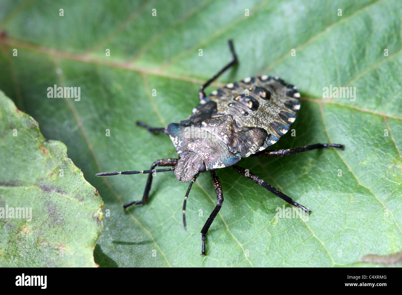 La protezione della foresta Bug Pentatoma rufipes Nymph (Instar finale) Foto Stock