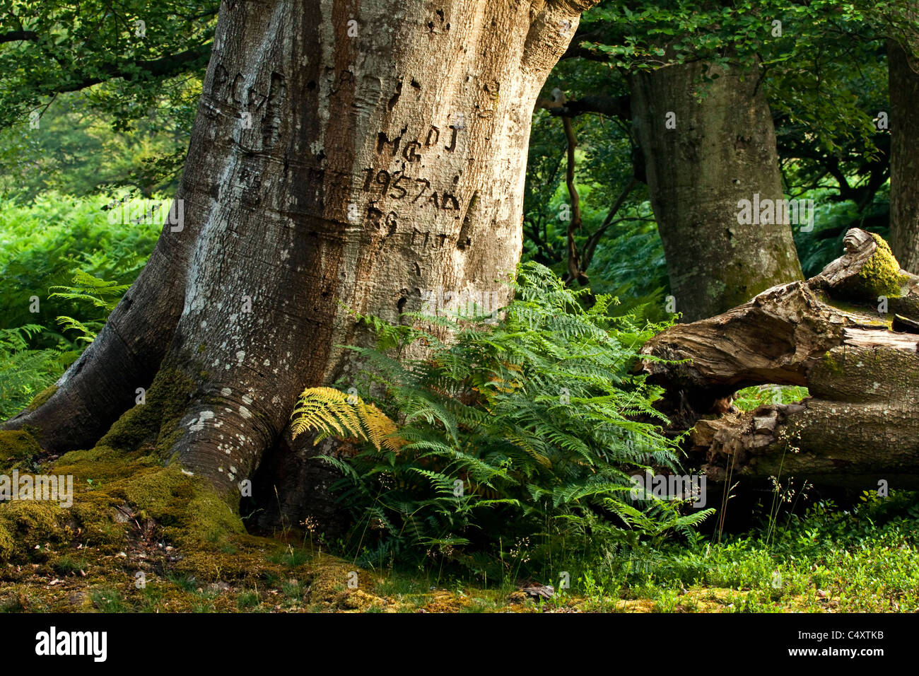 Un vecchio faggio nella nuova foresta con iniziali incise sul suo tronco Foto Stock
