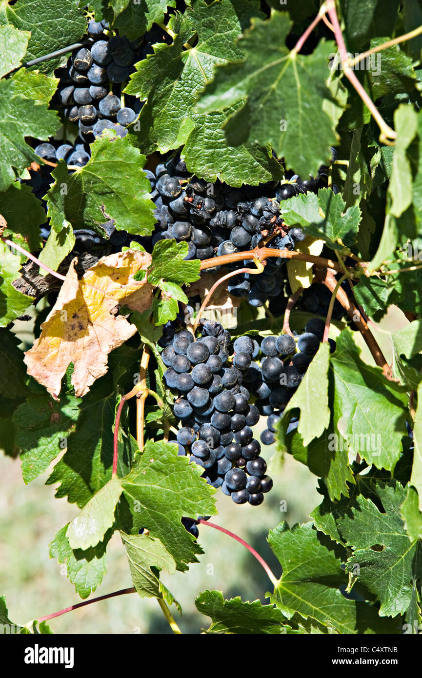 Nero a maturazione delle uve sulla pianta ad un azienda vinicola nei pressi di Padthaway in Sud Australia SA Foto Stock