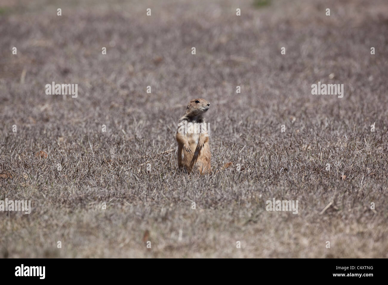 Cane della prateria si erge sulle zampe posteriori in un campo di indipendenza Creek Nature Preserve ad ovest del Texas. Foto Stock
