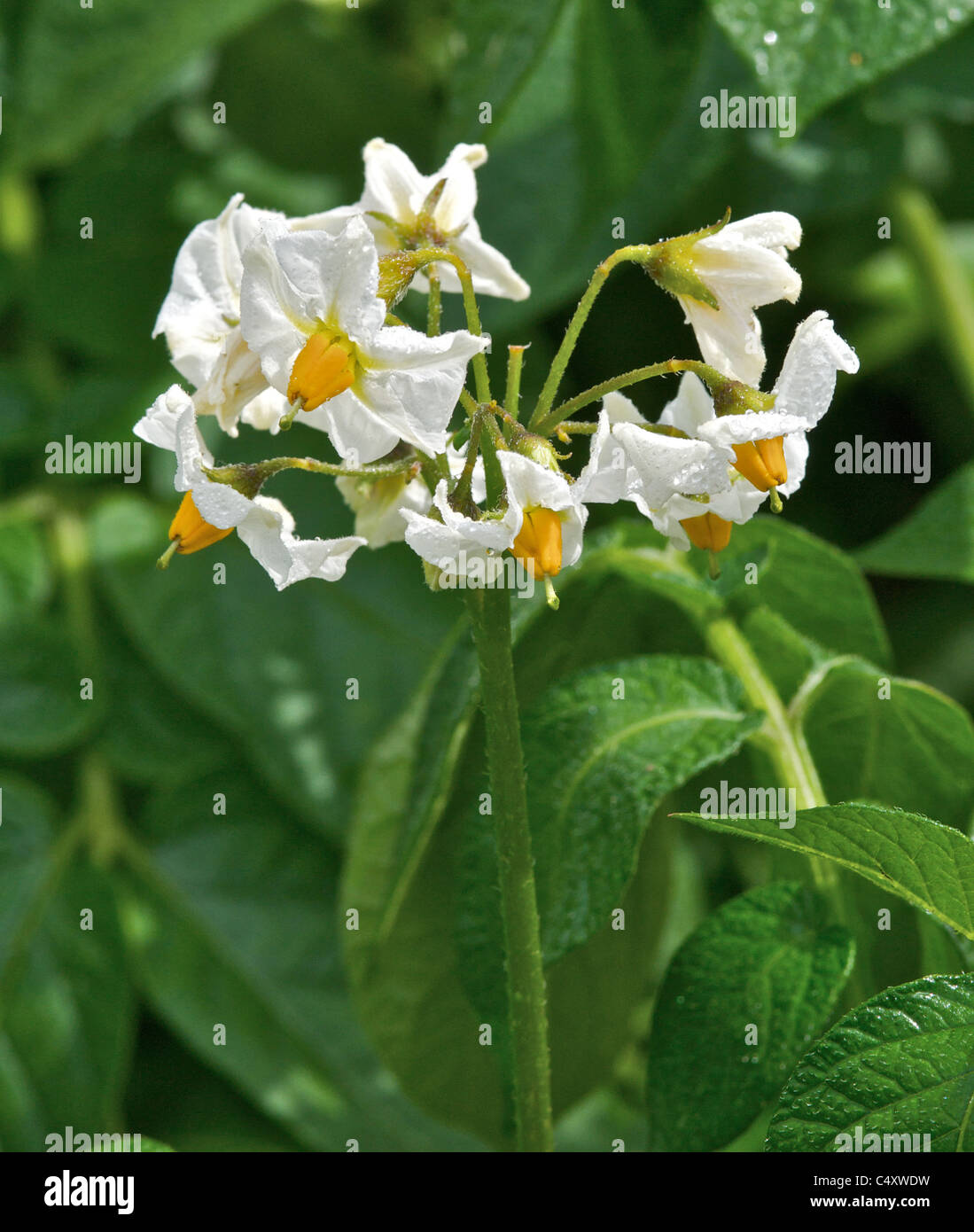 Patate che crescono in un giardino cottage in fiore Foto Stock