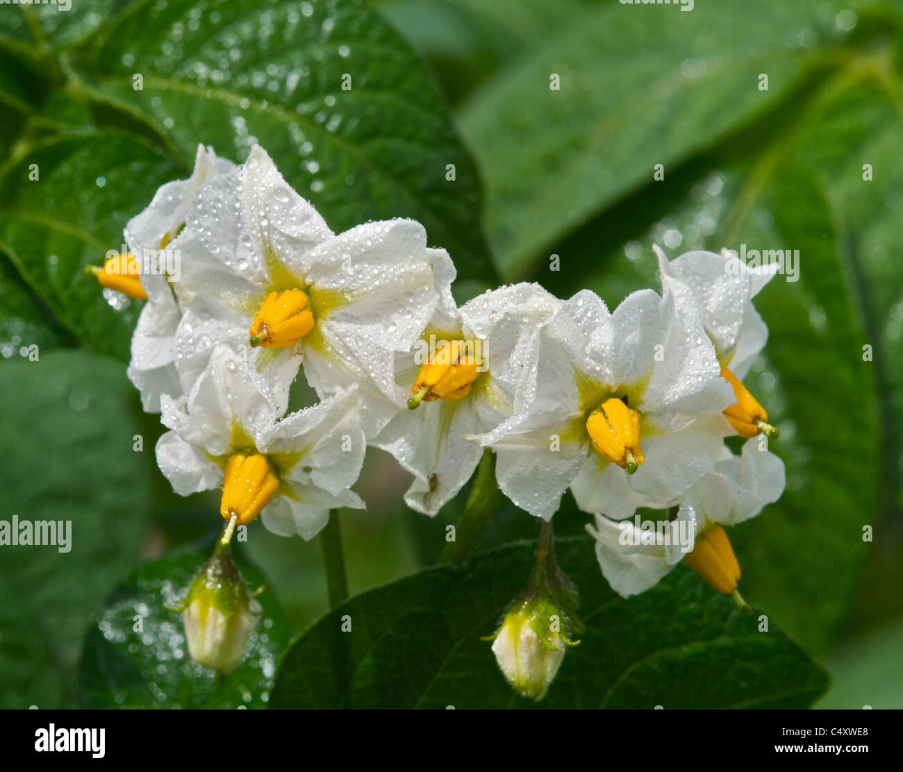 Patate che crescono in un giardino cottage in fiore Foto Stock