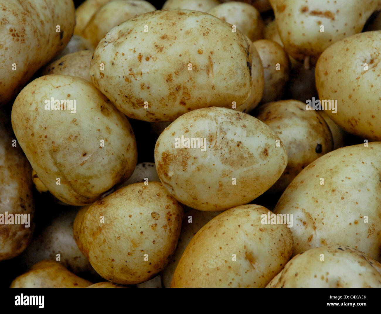 Organici di Patate Patate un raccolto di patate organico. Foto Stock