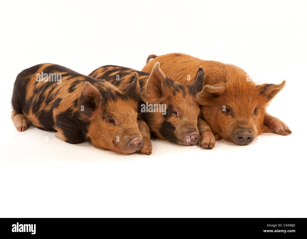 Tre micro Kune Kune suinetti su sfondo bianco Foto Stock