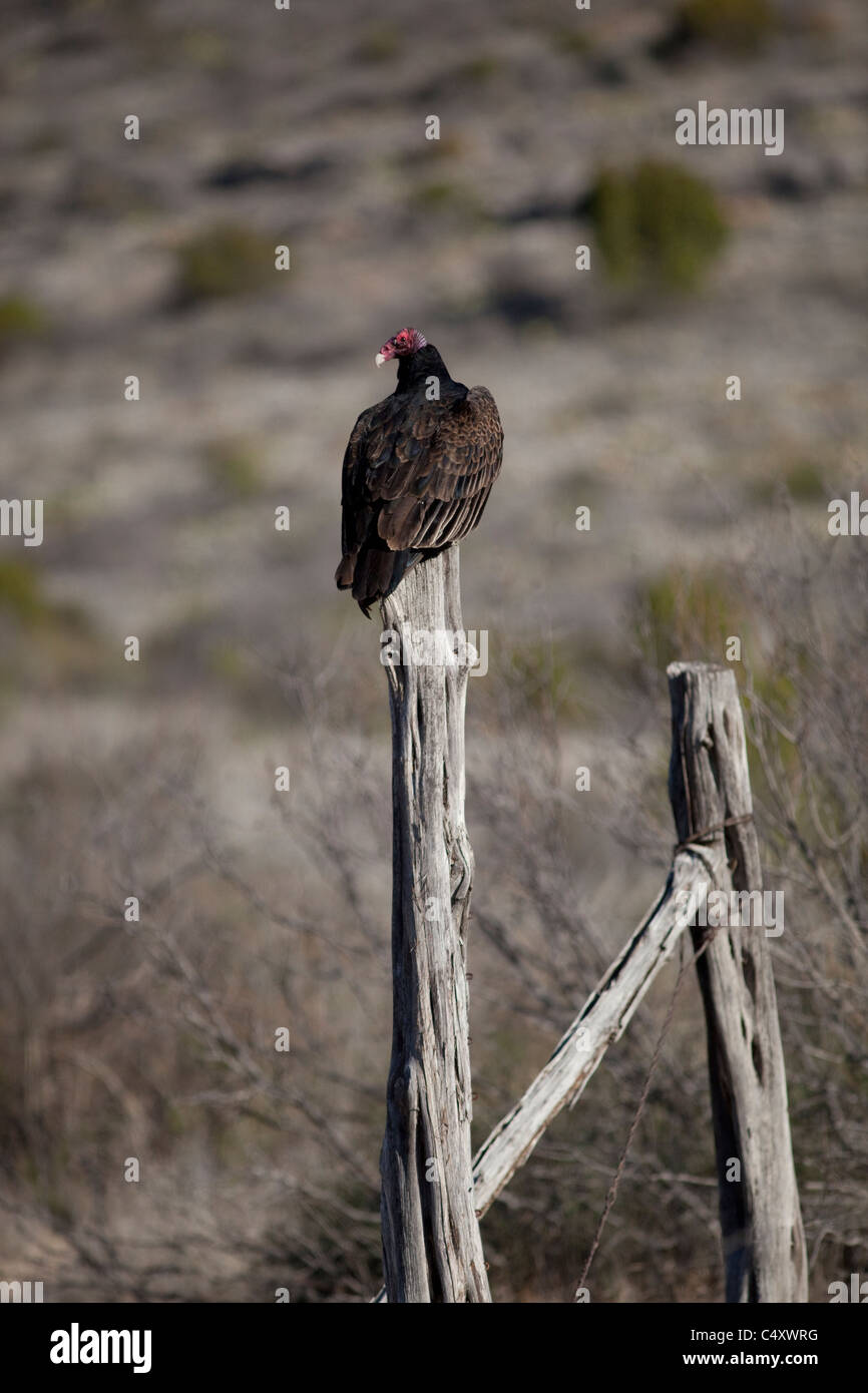 La Turchia vulture Cathartes aura appollaiato su un palo da recinzione in un ranch in Texas occidentale. Foto Stock