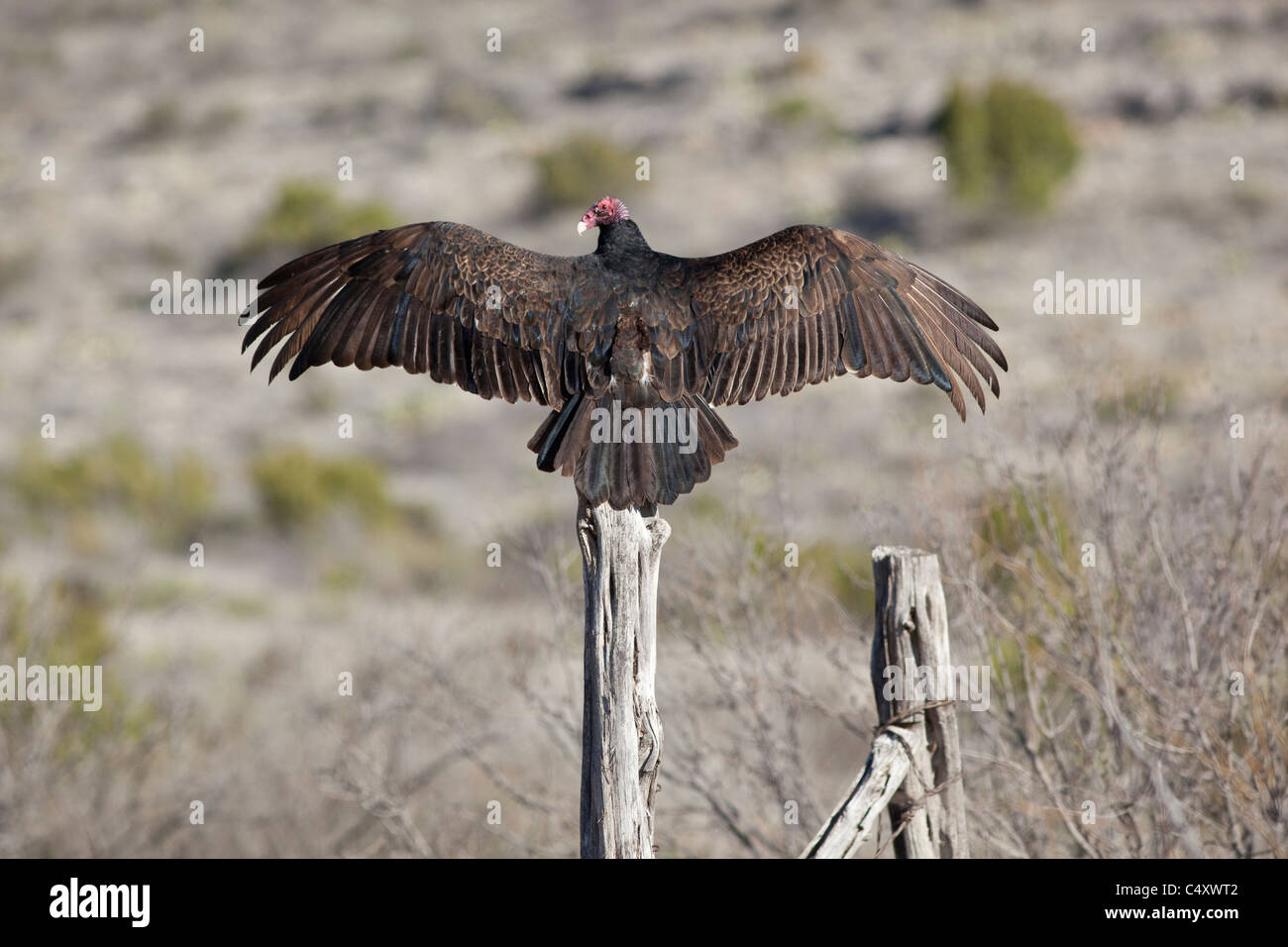 La Turchia vulture (Cathartes aura) diffonde le sue ali in horaltic pongono mentre appollaiato su un palo da recinzione in un ranch in Texas occidentale. Foto Stock
