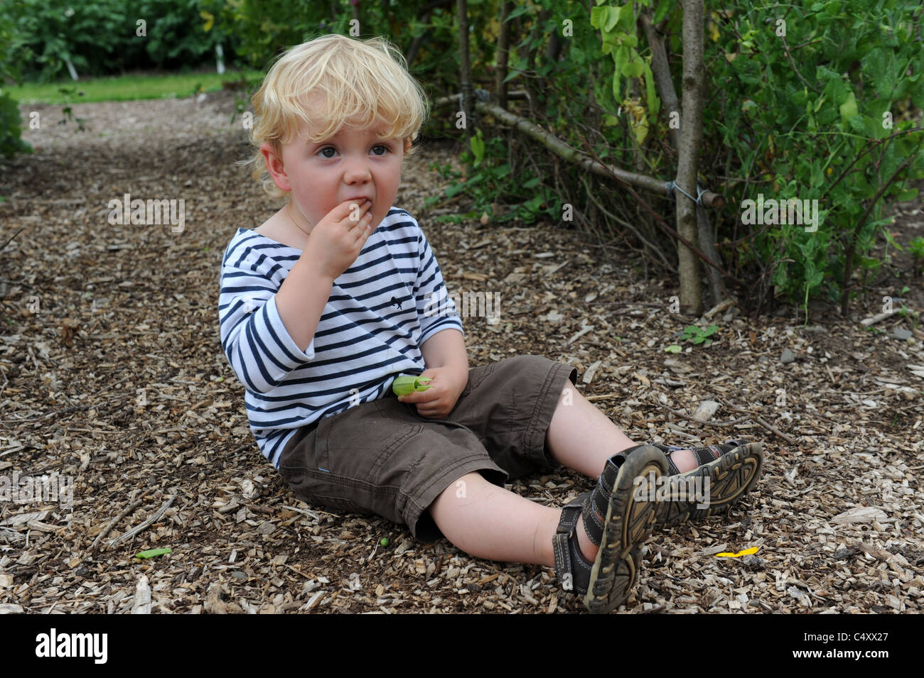 Bambino mangiare piselli grezzi da pod in garden regno unito Foto Stock