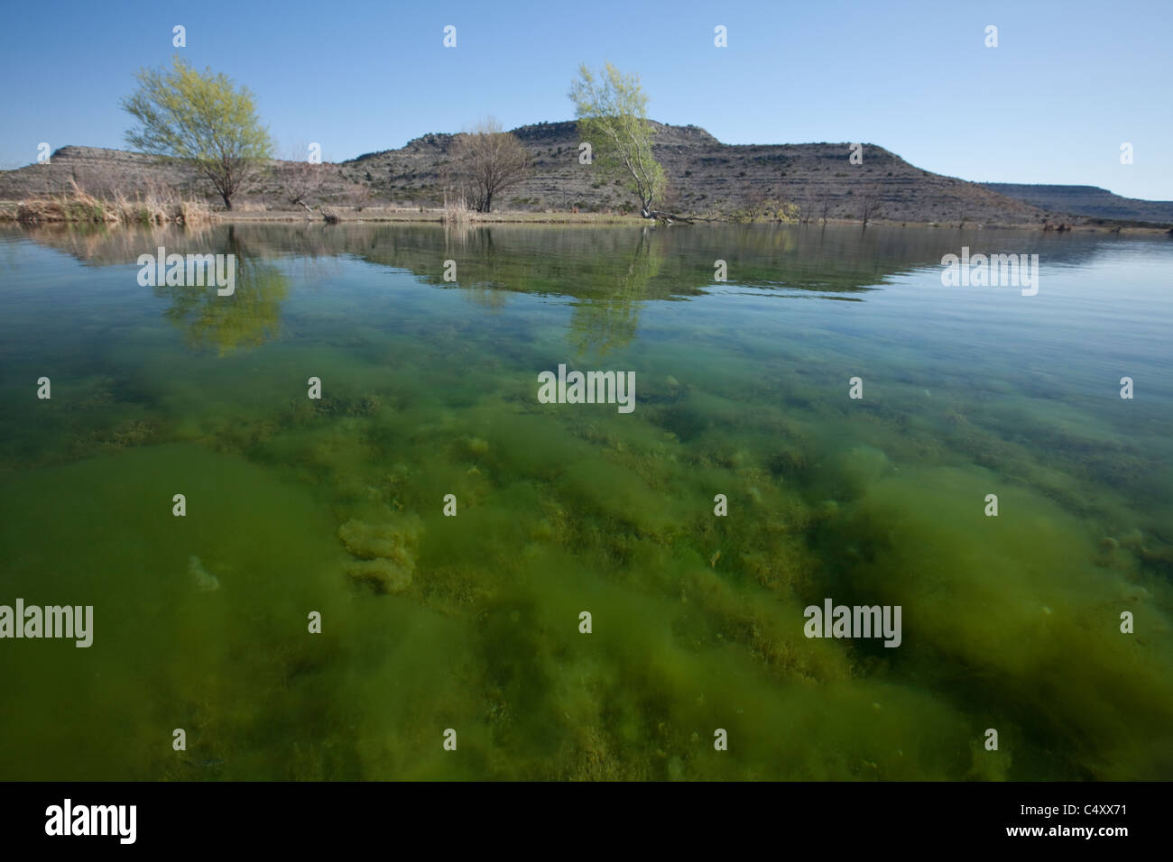 Erbe infestanti verdi crescente sul fondo di una limpida sorgente-lago alimentato su un ranch privato vicino al fiume Pecos nel West Texas, Stati Uniti d'America Foto Stock