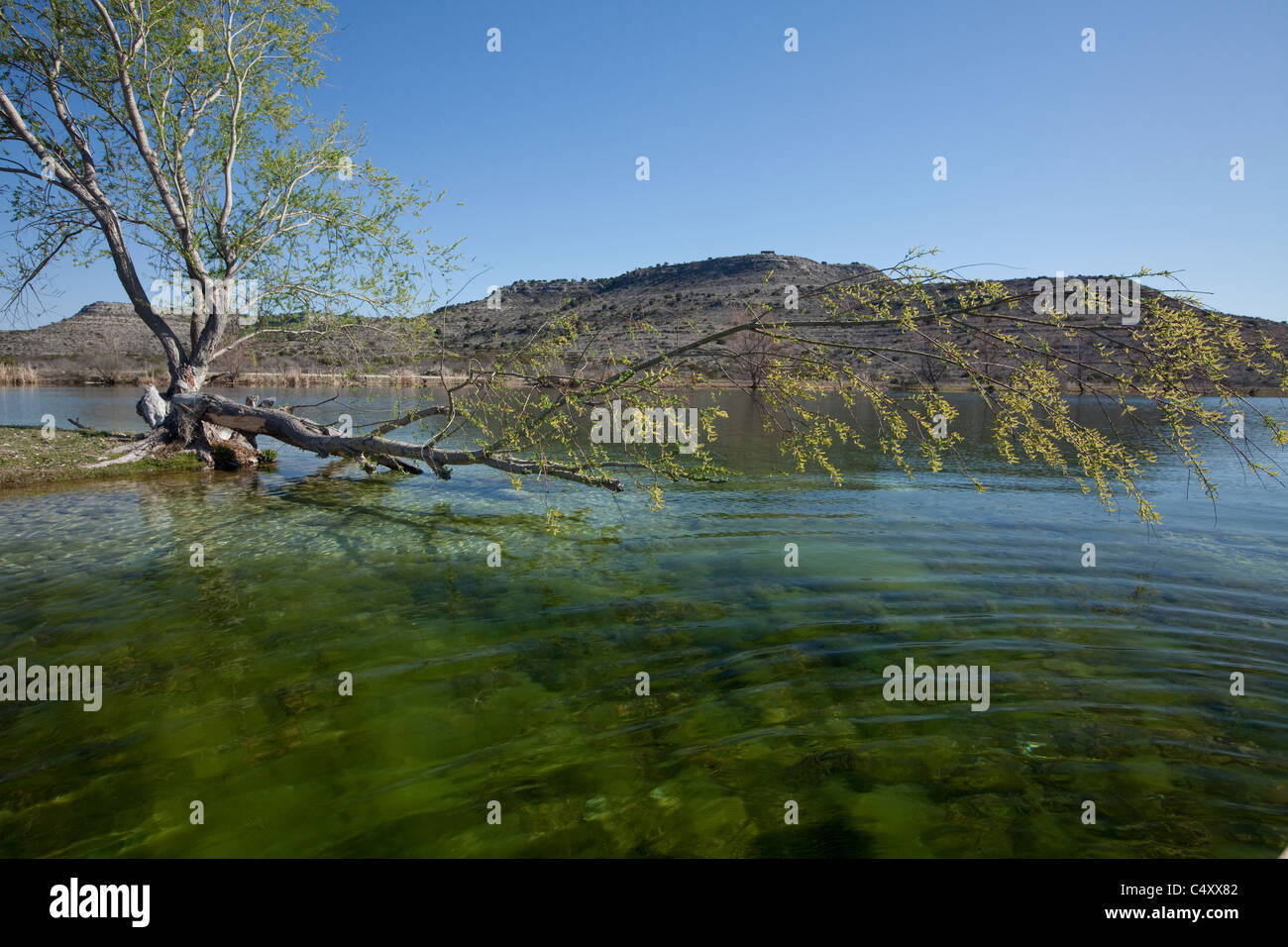 Erbe infestanti verdi crescente sul fondo di una limpida sorgente-lago alimentato su un ranch privato vicino al fiume Pecos nel West Texas, Stati Uniti d'America Foto Stock