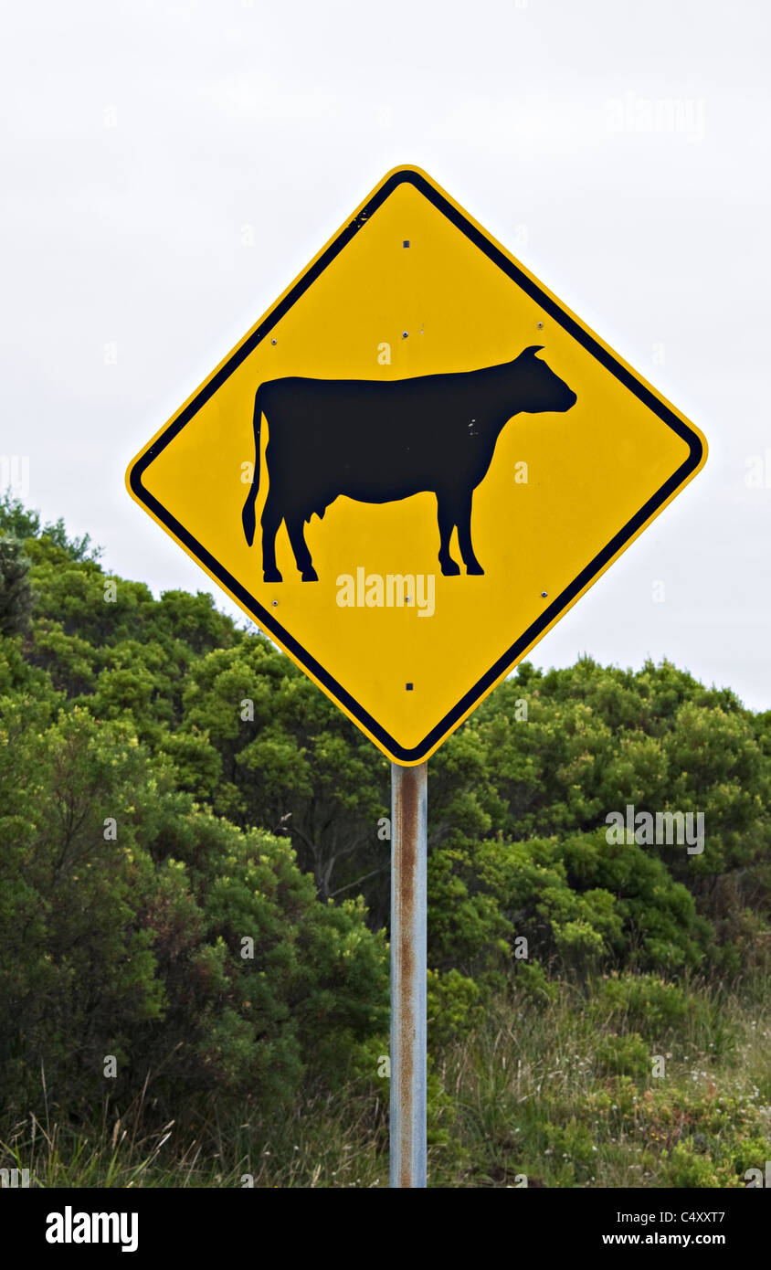 Giallo segno di traffico di consigliare gli automobilisti di capi di bestiame o le mucche in strada davanti ad Apollo Bay Victoria Australia Foto Stock