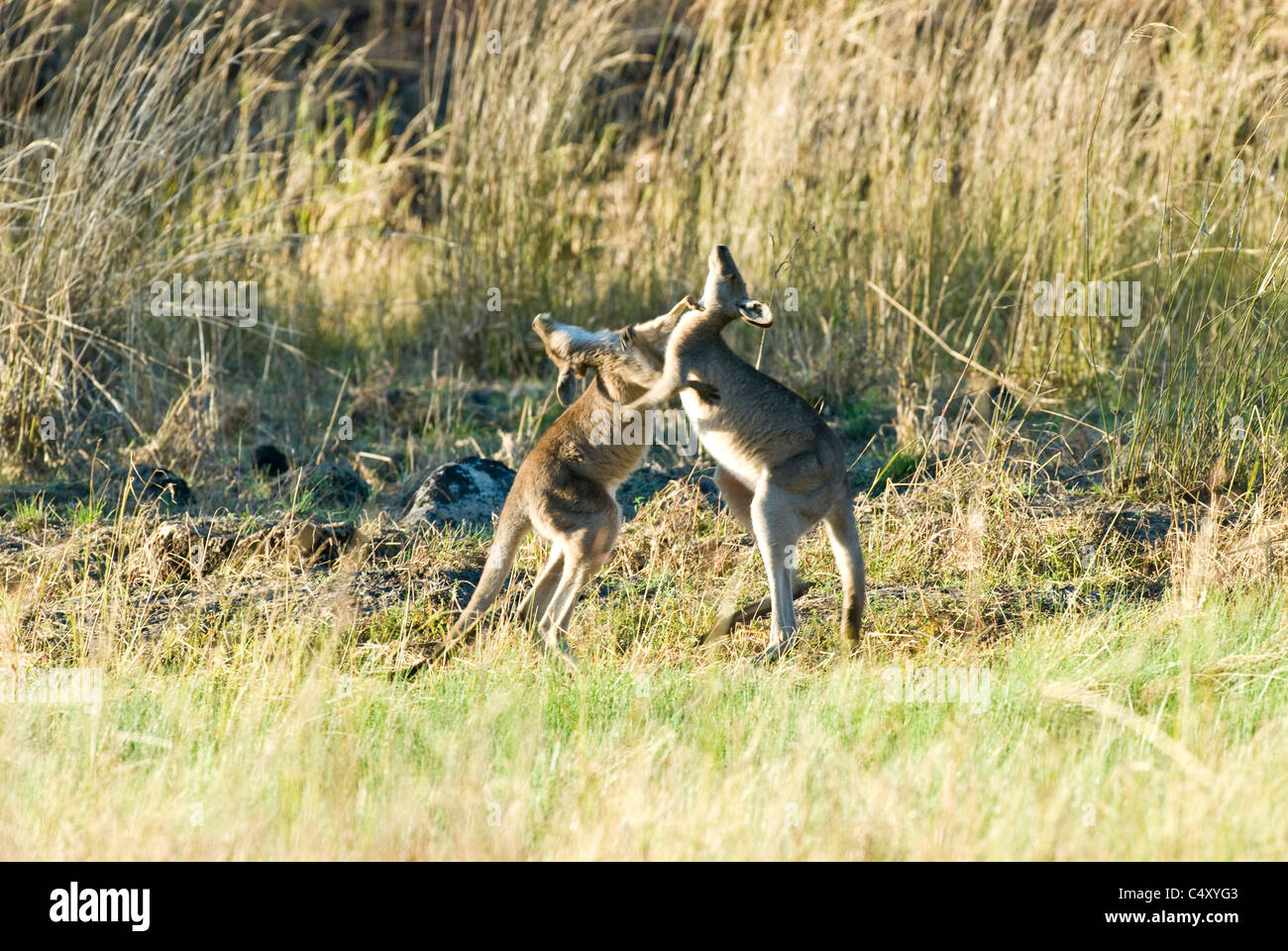 Grigio orientale canguri (Macropus giganteus) boxe Undara nel Parco Nazionale di Australia Foto Stock
