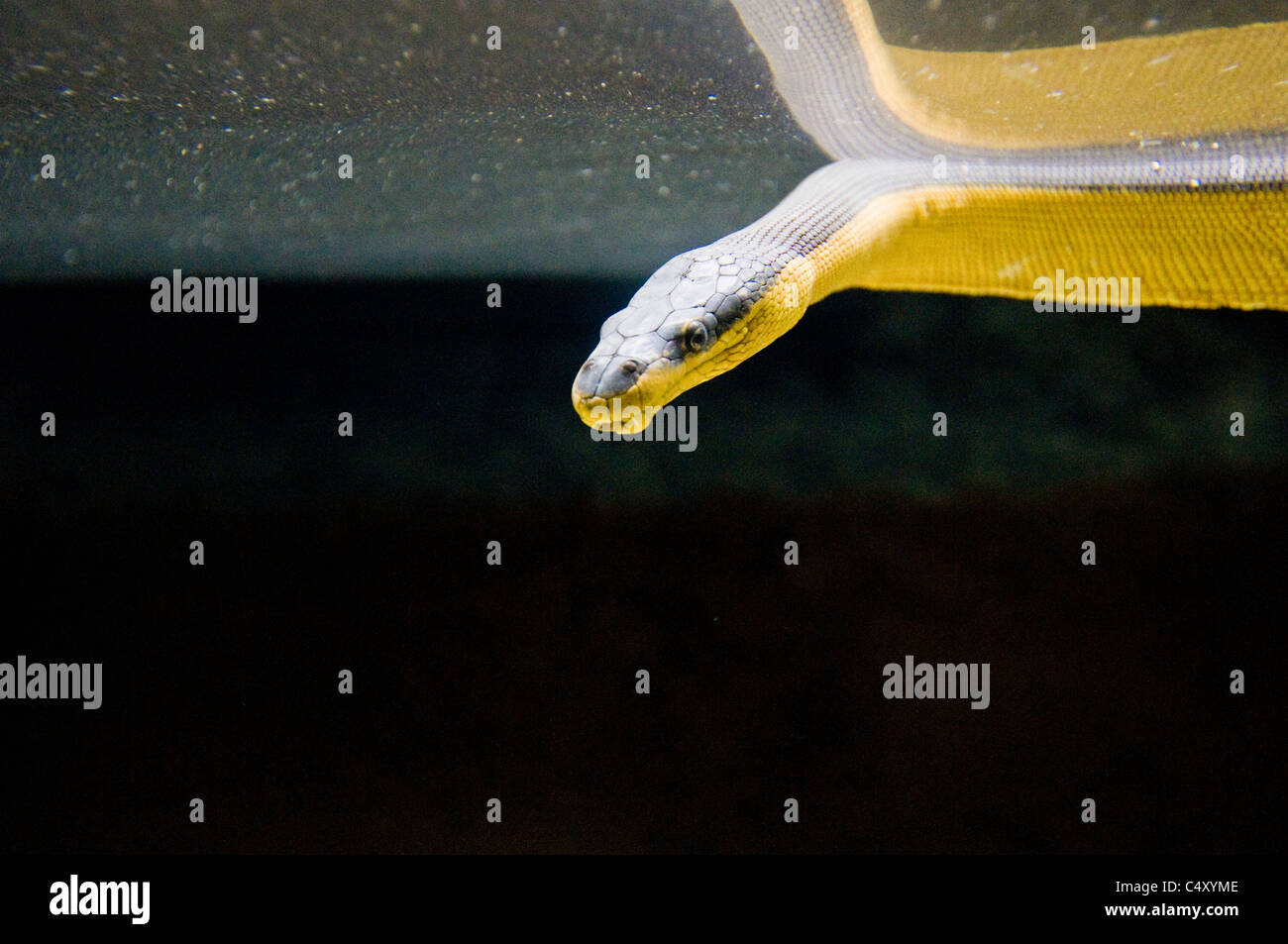 Ventre giallo mare snake (Pelamis platurus) in 'Kelly Tarlton's Antartico l incontro e il Mondo Sottomarino' in Auckland Nuova Zelanda Foto Stock