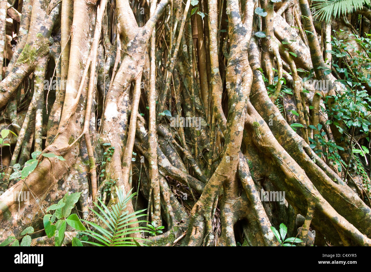 Cattedrale Fig (Ficus virens) in stato di Danbulla foresta nel Queensland del nord Australia Foto Stock