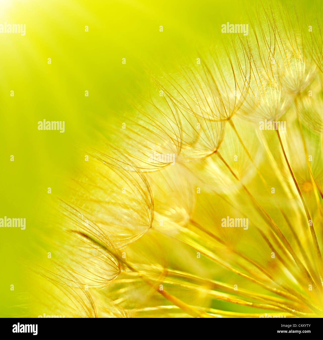 Abstract di tarassaco sfondo floreale, extreme closeup con soft focus, la bellissima natura dettagli Foto Stock