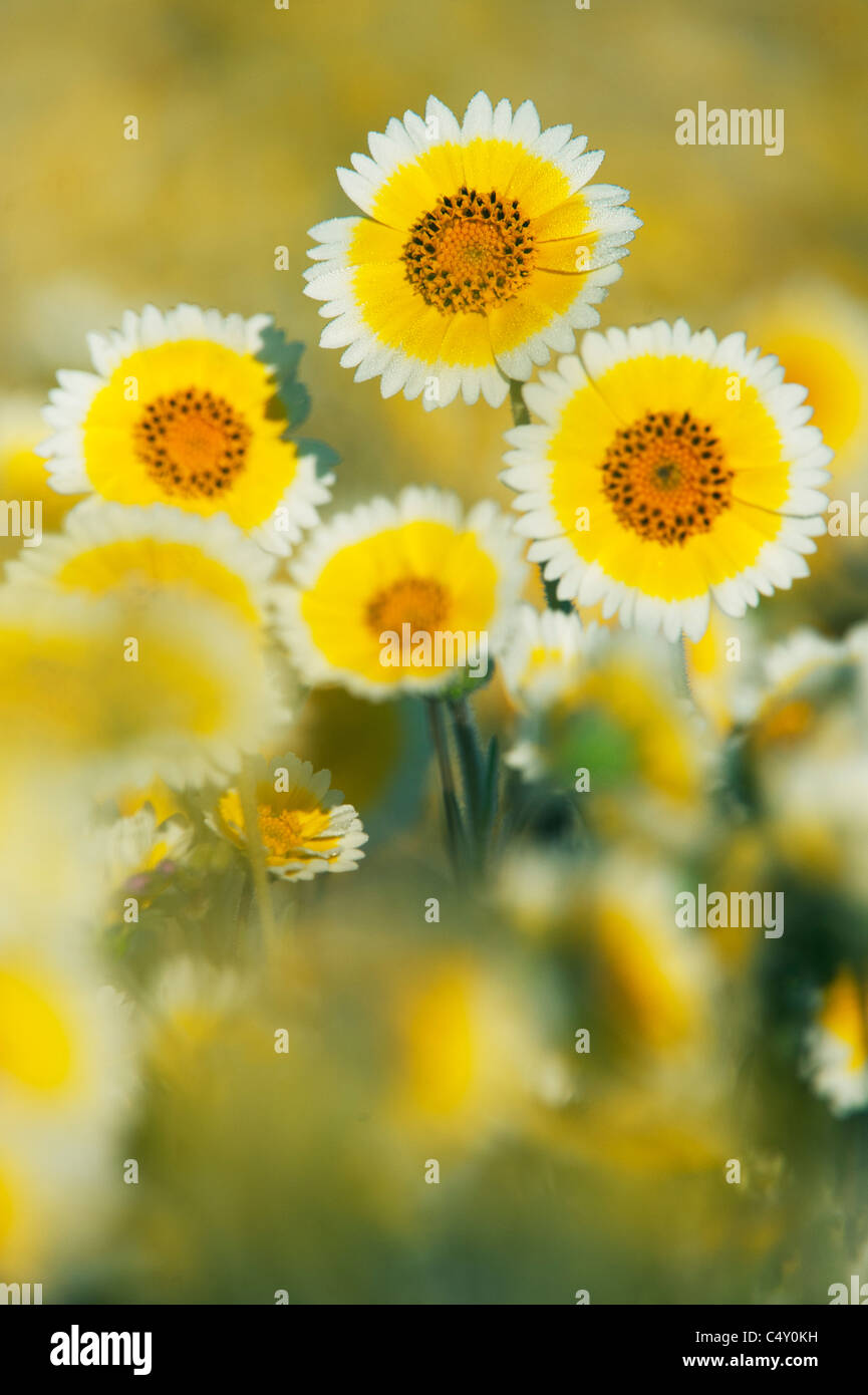 Tidy suggerimenti fiori (Layia platyglossa) Asteraceae, Carrizo Plains monumento nazionale, California Foto Stock