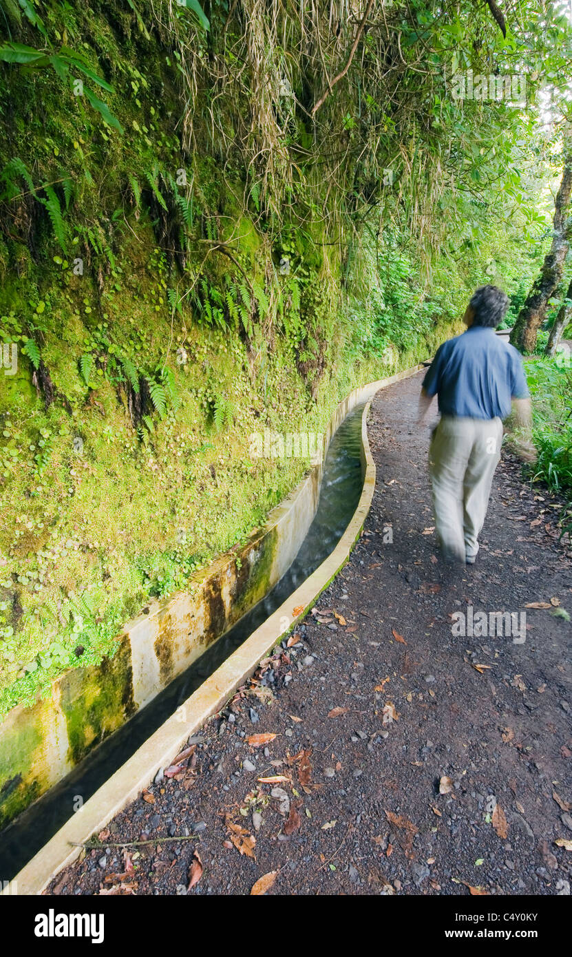 Passeggiate lungo la Levada, Ribeiro Frio, Isola di Madeira, Portogallo Foto Stock