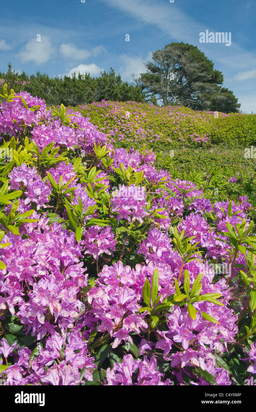 Rododendri in fiore, Tresco, isole Scilly, Cornwall, Inghilterra possono Foto Stock