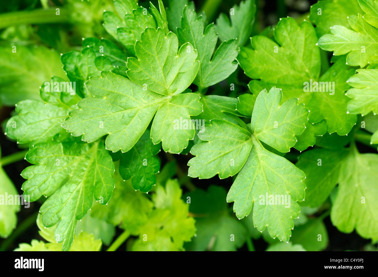 Crescente o piatto di prezzemolo in giardino: belle lussureggianti foglie verdi di erbe aromatiche. Foto Stock