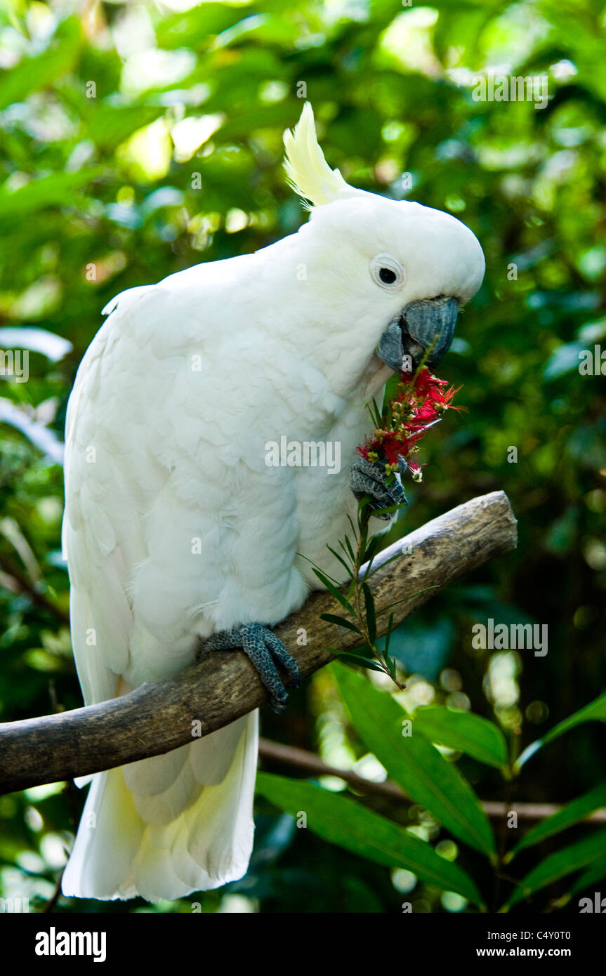Zolfo-crested cockatoo fiore mangiare presso il Cairns Tropical Zoo nel Queensland Australia Foto Stock