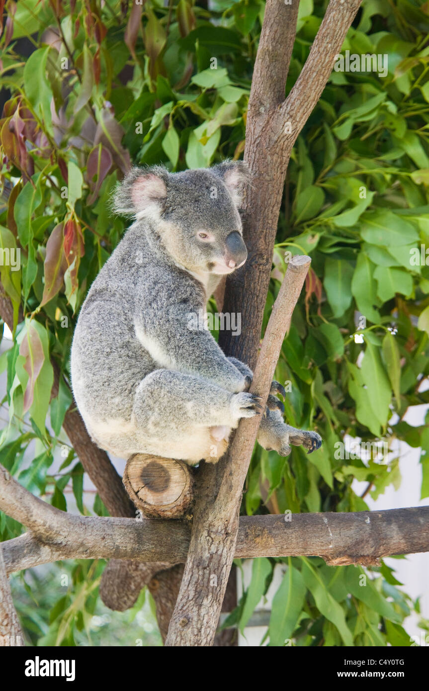 Il Koala "sopportare" presso il Cairns Tropical Zoo nel Queensland Australia Foto Stock