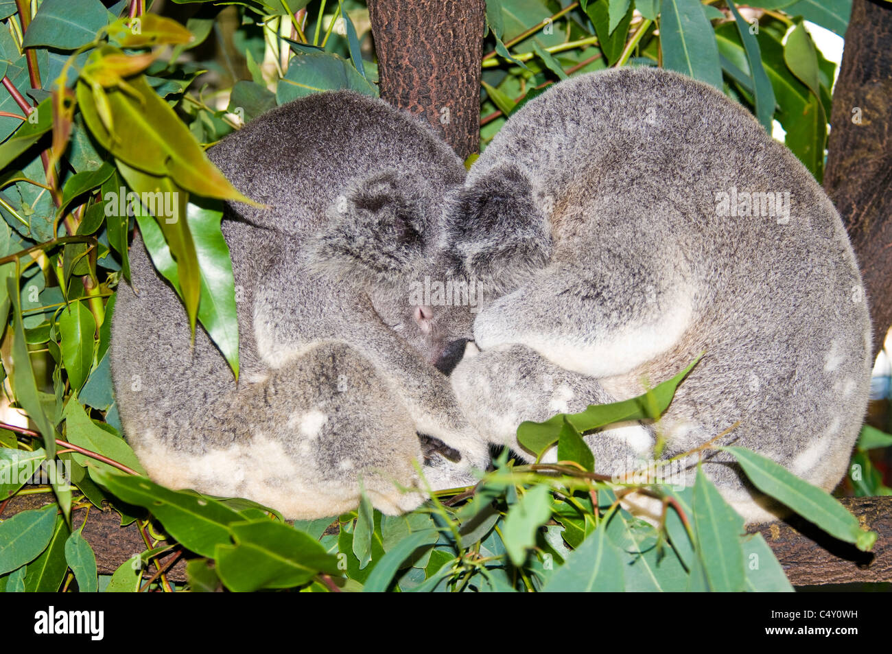 Il Koala 'porta' dorme da Cairns Tropical Zoo nel Queensland Australia Foto Stock